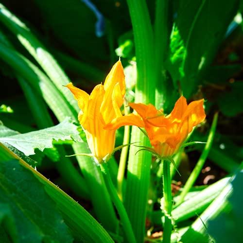 Courgette 'Ambassador' - 12 x Plug Plant Pack - AcquaGarden