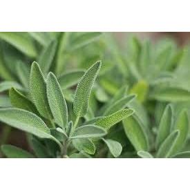English Sage - 18 x Plug Plant Pack - AcquaGarden
