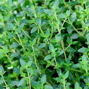 English Thyme - 12 x Plug Plant Pack - AcquaGarden