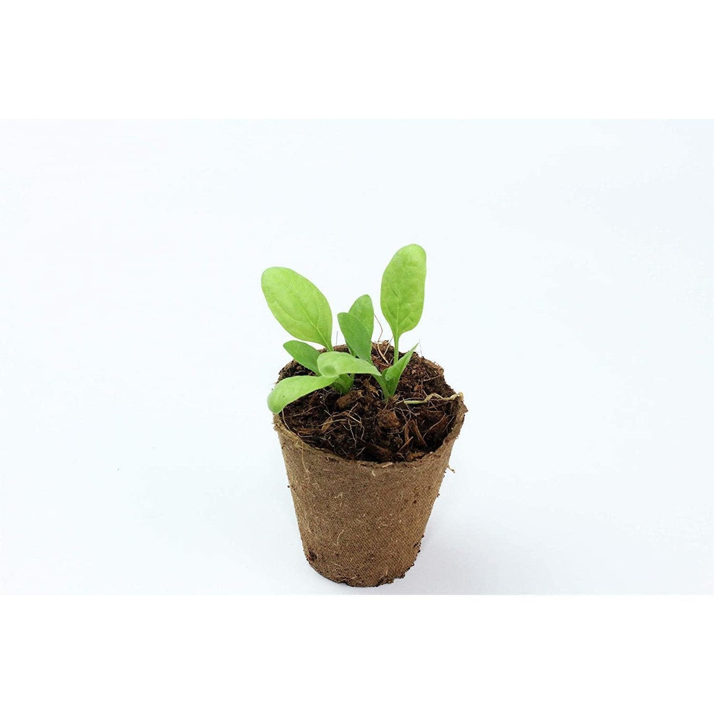English Thyme - 18 x Plug Plant Pack - AcquaGarden