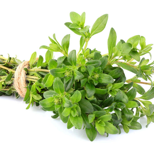 English Thyme - 6 x Plug Plant Pack - AcquaGarden