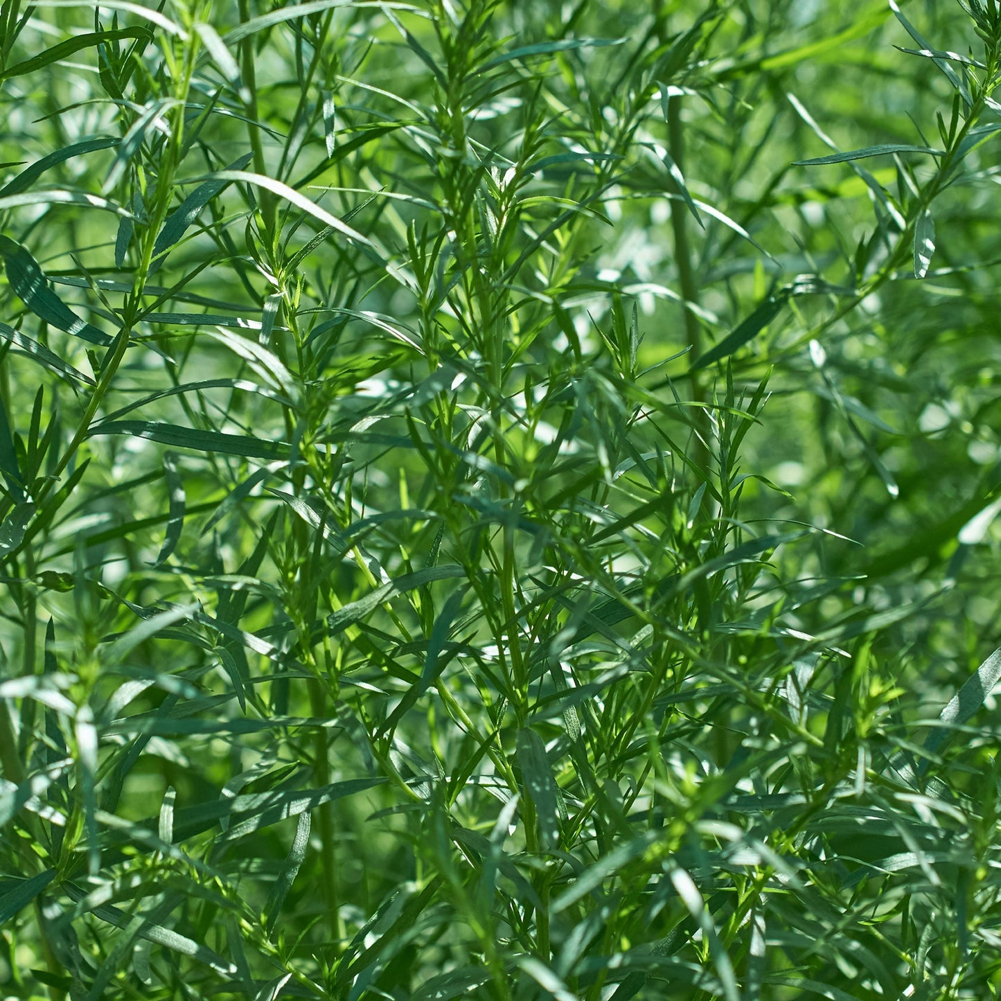 Herb Plants - Tarragon - 3 x Full Plants in 9cm Pots