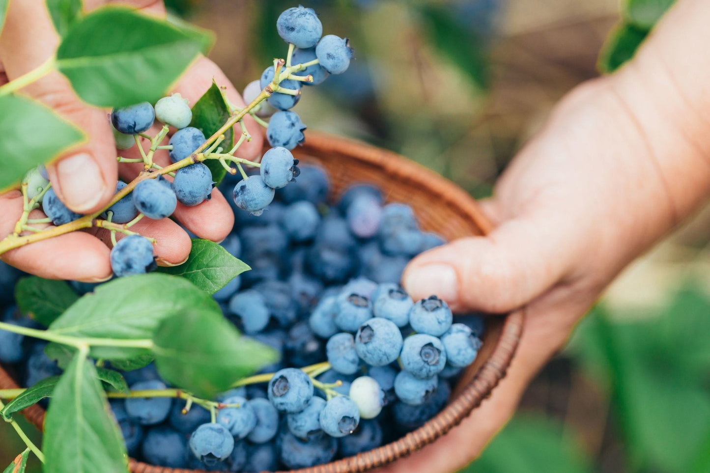 Fruit Plants - Blueberry 'Sunshine Blue' - 2 x Large Plants in 9cm Pots - AcquaGarden
