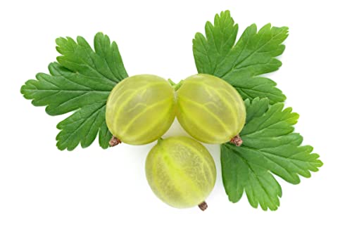 Fruit Plants - Gooseberry 'Ribes Invicta' - 1 x Large Plant in a 1.5 Litre Pot