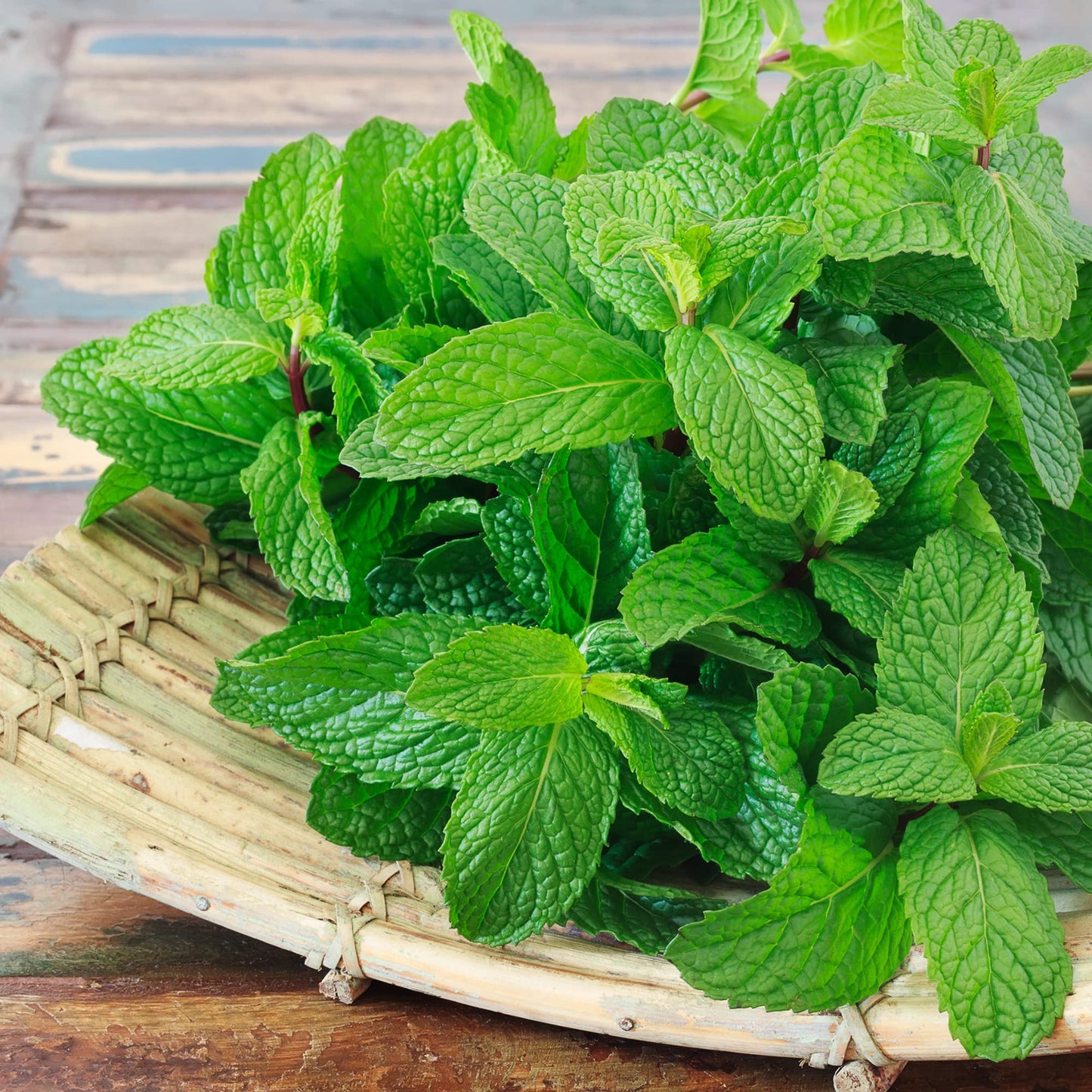 Garden Mint - 6 x Plug Plant Pack - AcquaGarden