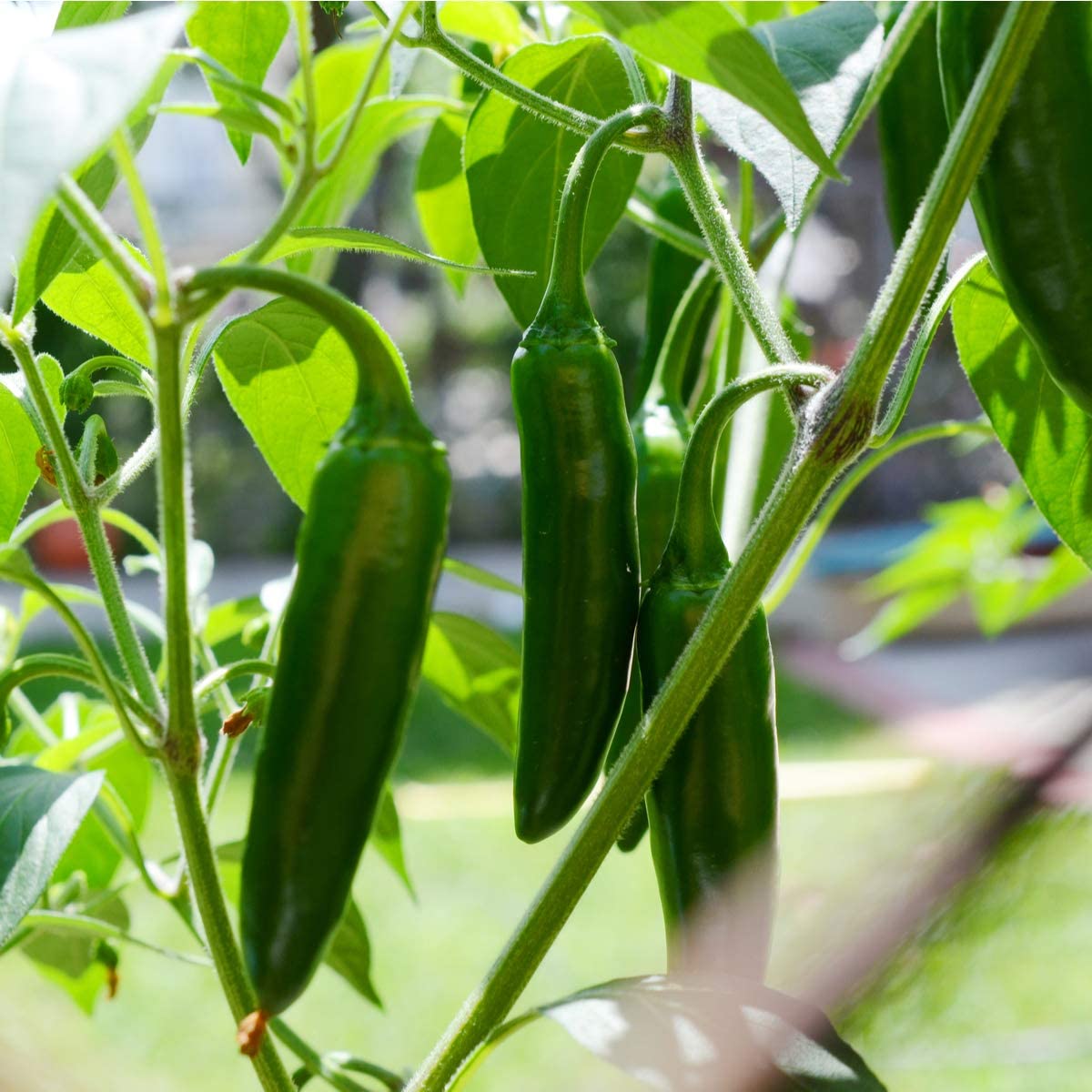 Jalapeno Chilli Pepper - 6 x Plug Plant Pack - AcquaGarden