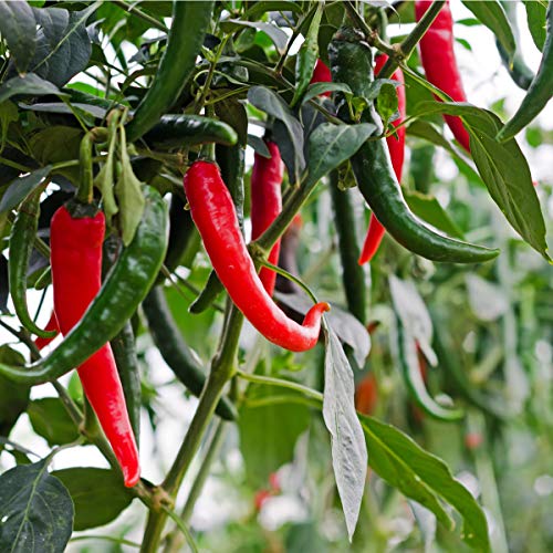 Chilli Plants - 'Joker' - 1 x Full Plant in a 9cm Pot