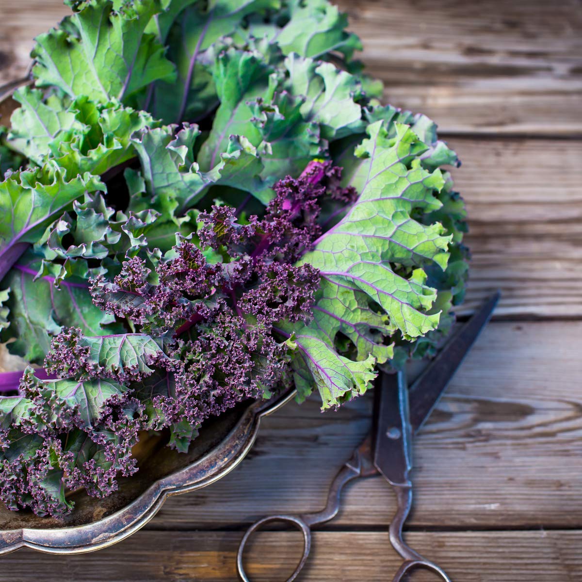 Kale 'Red Russian' - 6 x Plug Plant Pack - AcquaGarden