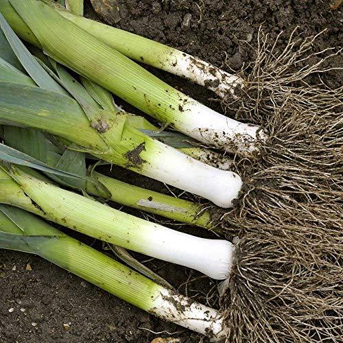 Leek 'Jolant' - 6 x Plug Plant Pack - AcquaGarden