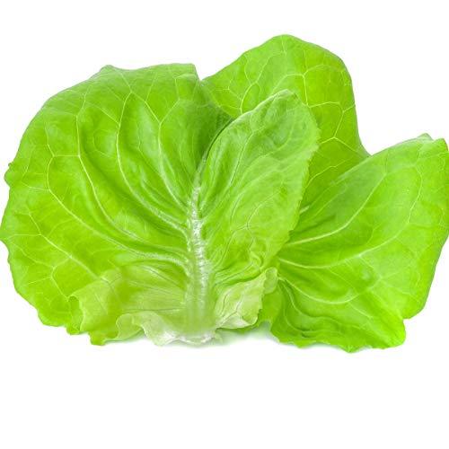 Lettuce 'Butterhead' - 18 x Plug Plant Pack - AcquaGarden