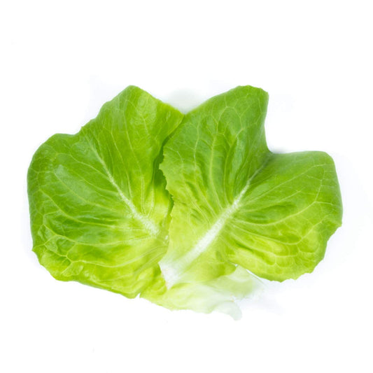 Lettuce 'Butterhead' - 6 x Plug Plant Pack - AcquaGarden