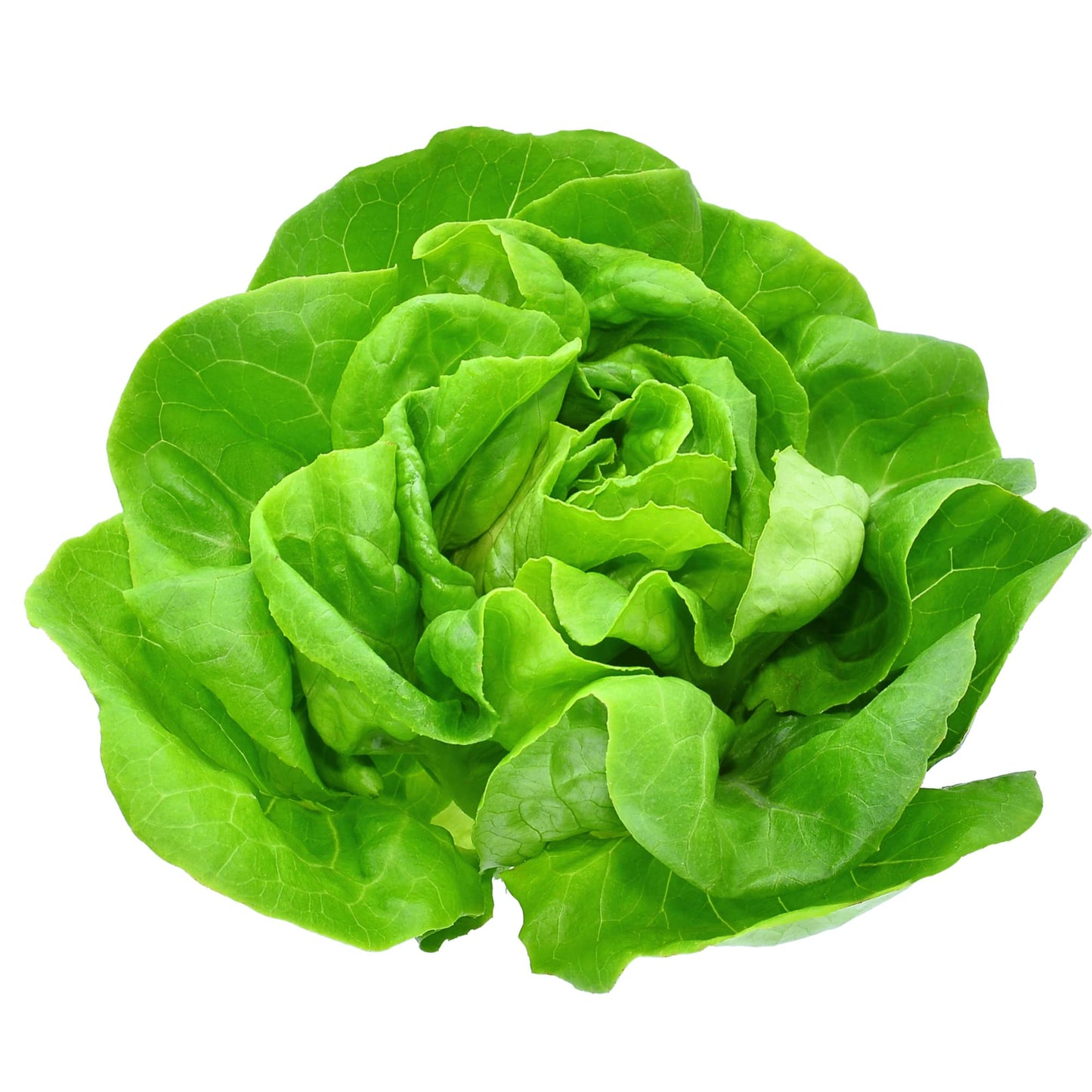 Lettuce 'Butterhead' - 6 x Plug Plant Pack - AcquaGarden