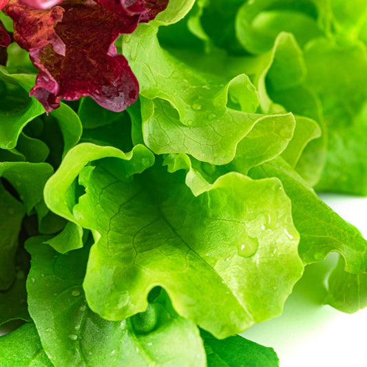 Lettuce 'Cut and Come Again' - 12 x Plug Plant Pack - AcquaGarden