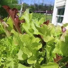 Lettuce 'Cut and Come Again' - 12 x Plug Plant Pack - AcquaGarden
