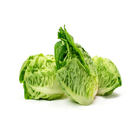 Lettuce 'Little Gem' - 12 x Full Plug Plant Pack - AcquaGarden