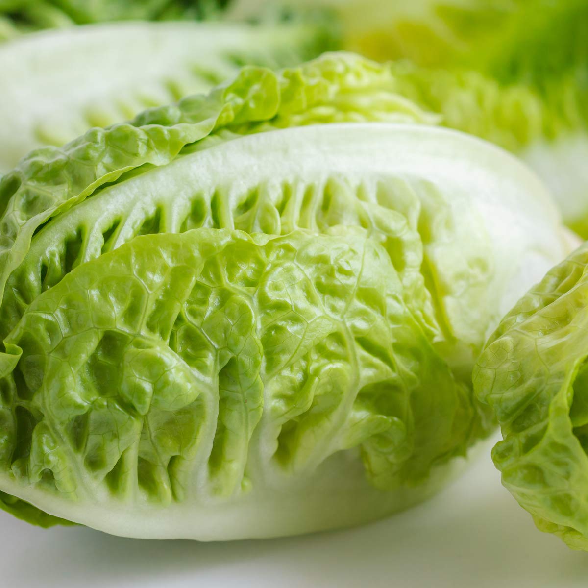 Lettuce 'Little Gem' - 6 x Full Plug Plant Pack - AcquaGarden