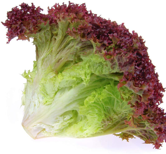 Lettuce 'Lollo Rosso' - 6 x Plant Pack - AcquaGarden