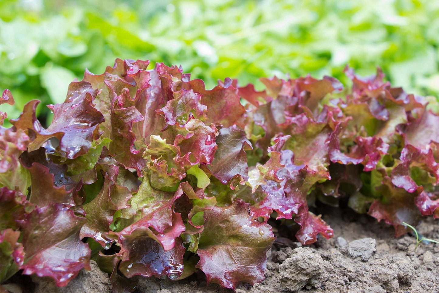 Lettuce 'Lollo Rosso' - 6 x Plug Plant Pack - AcquaGarden