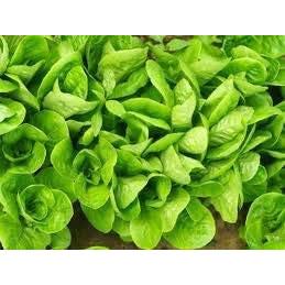 Little Gem Lettuce - 18 x Plug Plant Pack - AcquaGarden