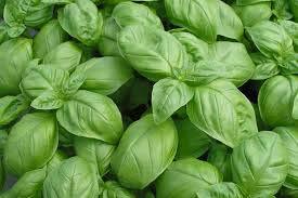 Mixed Herb Selection - Basil, Parsley and Sage - 12 x Plug Plant Pack - AcquaGarden
