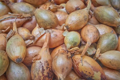 Onion Sturon - 18 x Plug Plant Pack - AcquaGarden