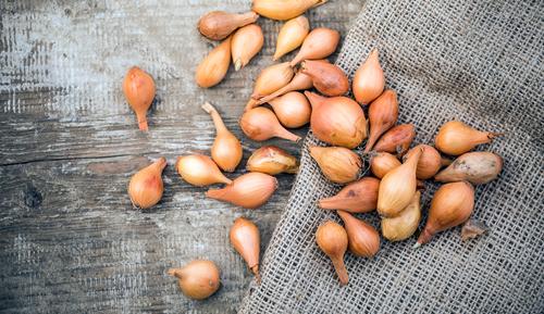 Onion Sturon - 6 x Plug Plant Pack - AcquaGarden