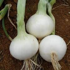 Onion White Bulb - 6 x Plug Plant Pack - AcquaGarden