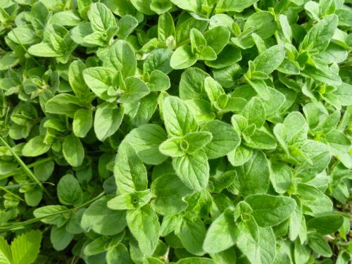 Oregano - 6 x Plug Plants Pack - AcquaGarden