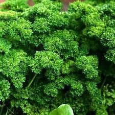 Parsley 'Krausa' - 12 x Plug Plant Pack - AcquaGarden