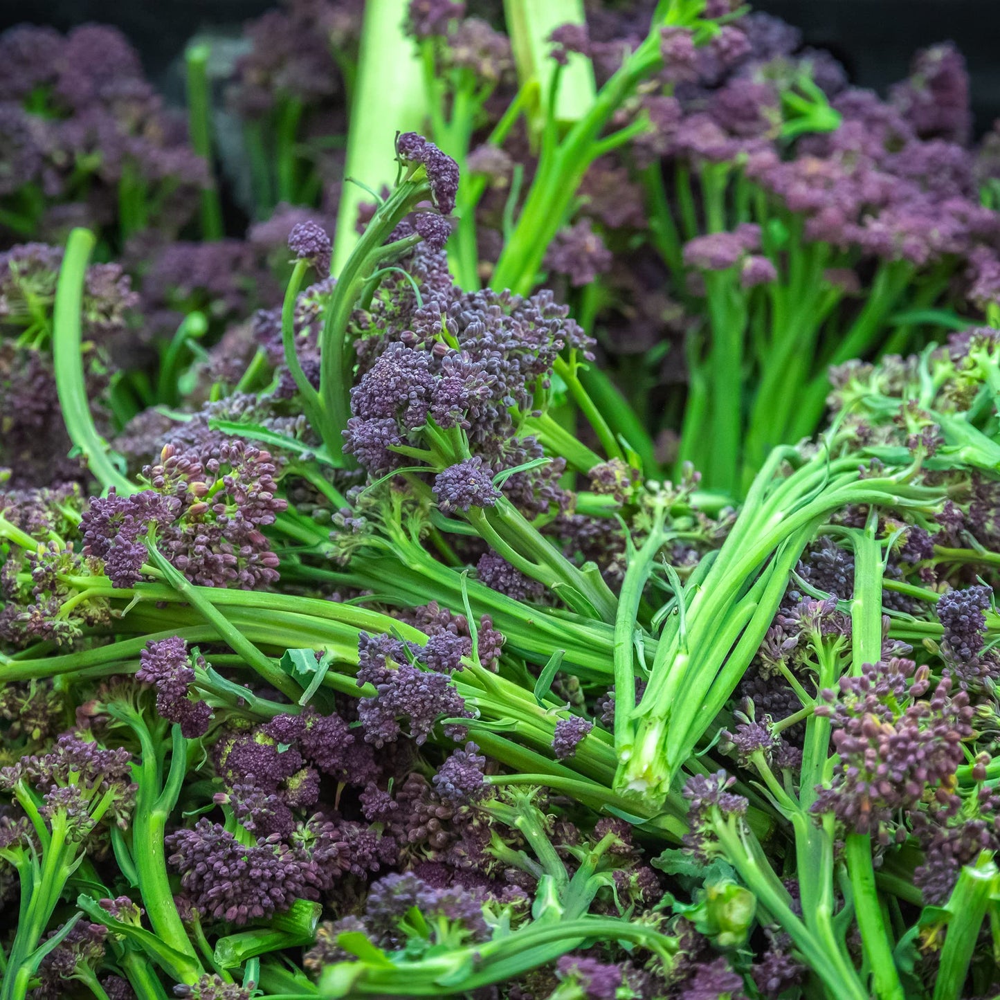 Purple Sprouting Broccoli - 12 x Full Plug Plant Pack - AcquaGarden