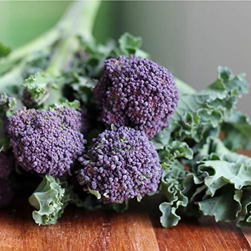 Purple Sprouting Broccoli - 12 x Plug Plant Pack - AcquaGarden