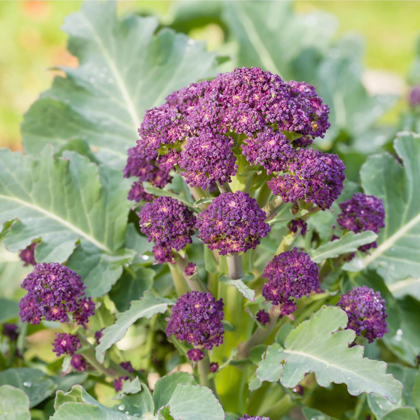 Purple Sprouting Broccoli - 6 x Plug Plant Pack - AcquaGarden