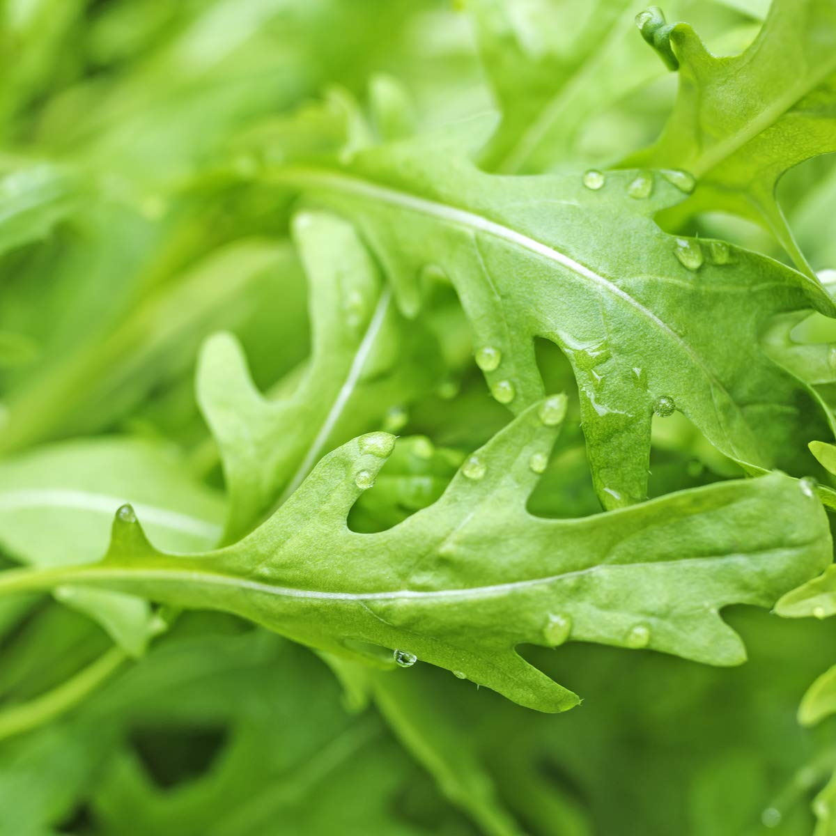 Rocket - 6 x Plug Plant Pack - AcquaGarden