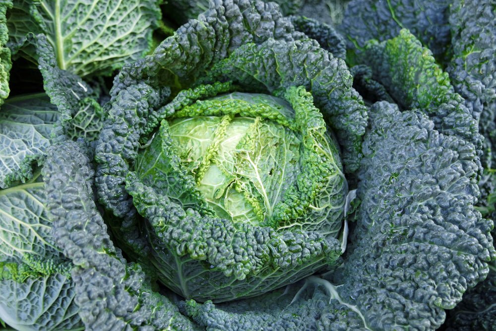 Savoy Cabbage 'Serpentine' - 6 x Plug Plant Pack - AcquaGarden