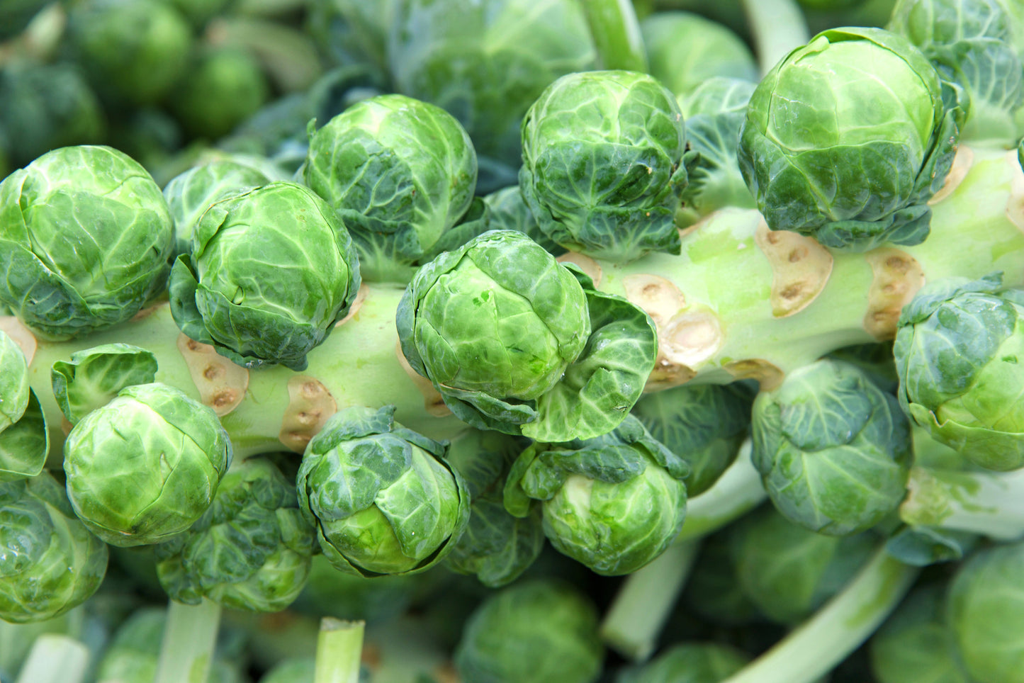 Vegetable Plants Mixed Multi-Pack Selection - Cabbages + Leeks + Brussels Sprouts + Cauliflower + Broccoli - 30 x Plug Plant Pack
