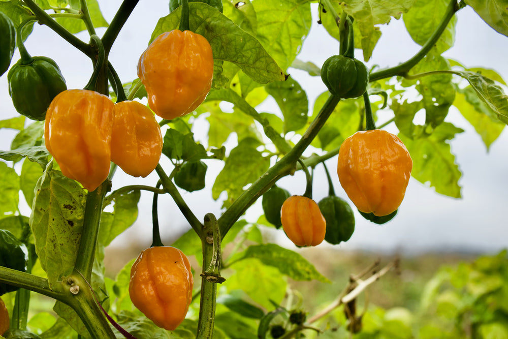 'Habanero Birkina Yellow' Chilli Pepper - 12 x Plug Plant Pack