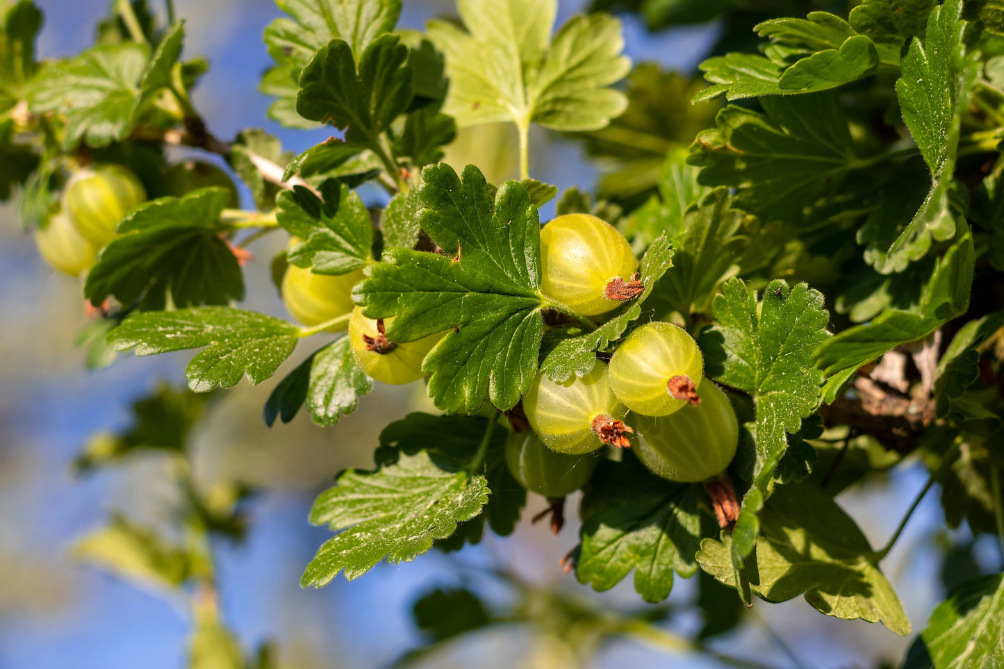 Fruit Plants - Gooseberry 'Xenia' - 2 x Large Plants in 2 Litre Pots