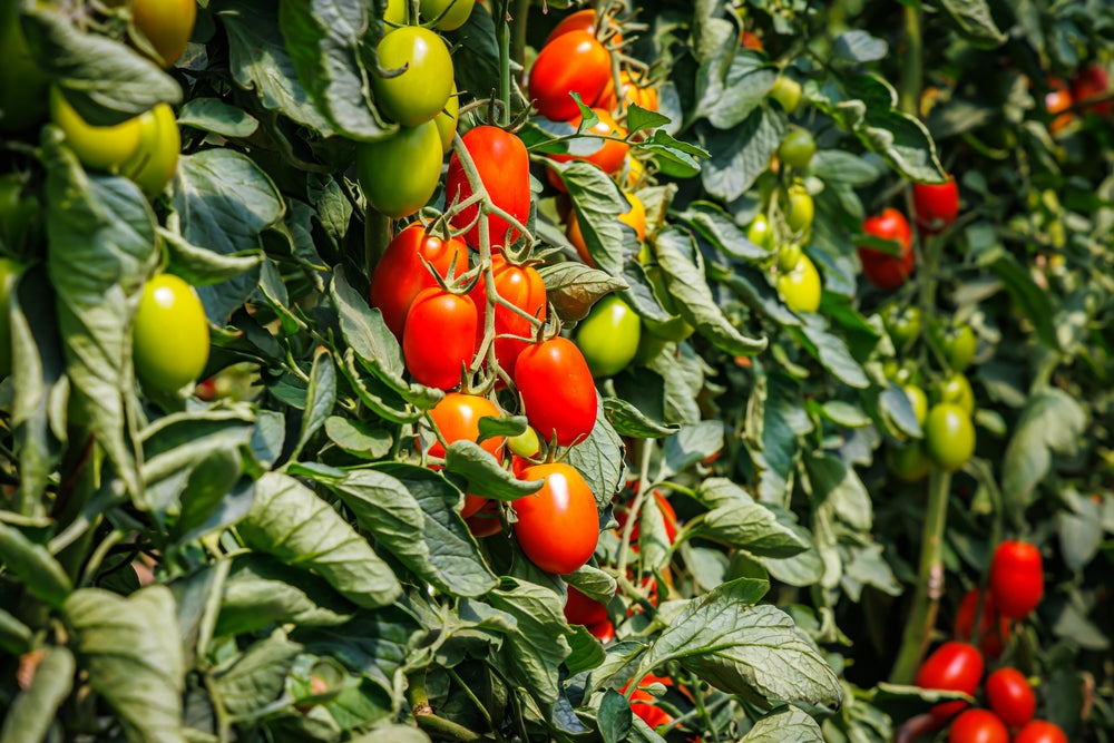 Tomato Plants - 'Plum Roma' - 6 x Large Plants in 9cm Pots