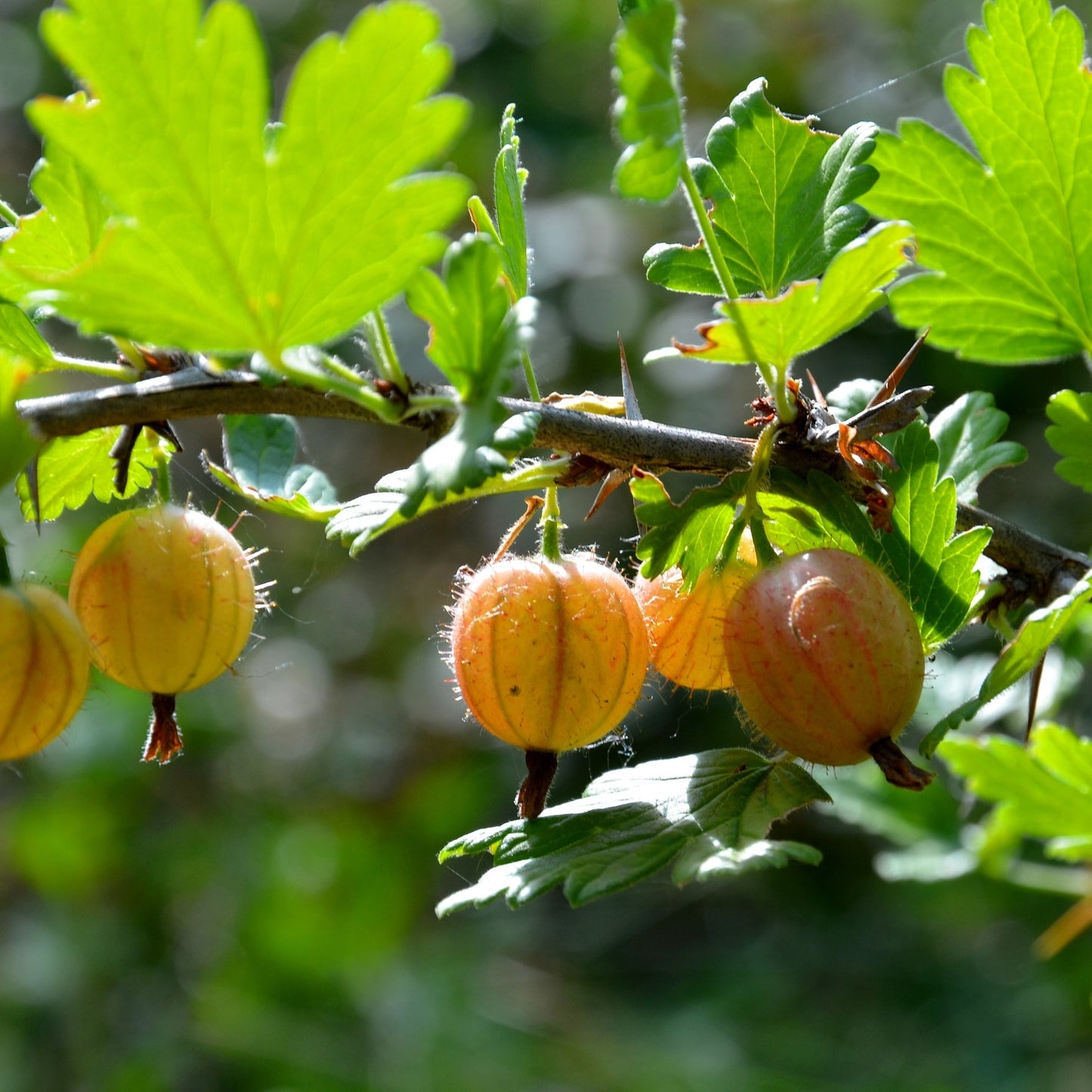 Fruit Plants - Gooseberry 'Hinnonmaki Yellow' - 2 x Large Plants in 2 Litre Pots