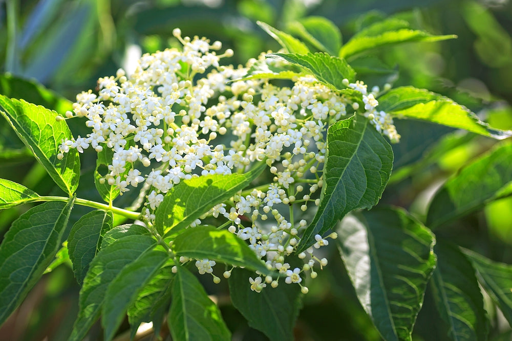 Fruit Plants - Elderflower 'Hadiegg' - 1 x Full Plant in a 2 Litre Pot
