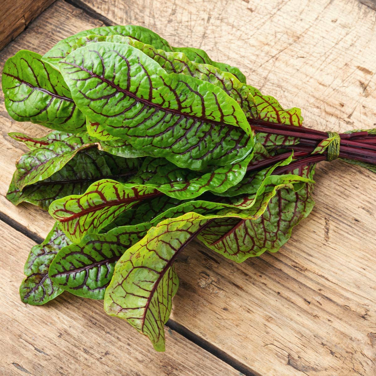 Sorrel - Red Veined - 12 x Plug Plants - AcquaGarden