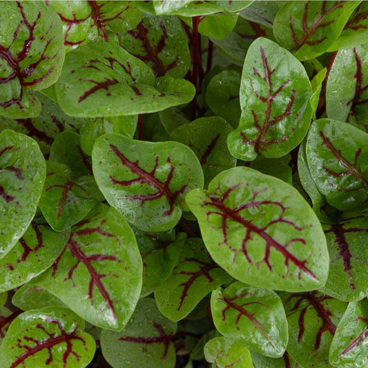 Sorrel - Red Veined - 12 x Plug Plants - AcquaGarden