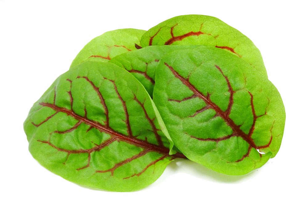 Sorrel 'Red Veined' - 6 x Plug Plant Pack - AcquaGarden