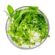 Spinach 'Bella' - 12 x Plug Plant Pack - AcquaGarden