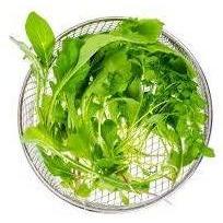 Spinach - Renegade - 18 x Plug Plant Pack - AcquaGarden