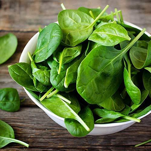 Spinach 'Renegade' - 6 x Plug Plant Pack - AcquaGarden