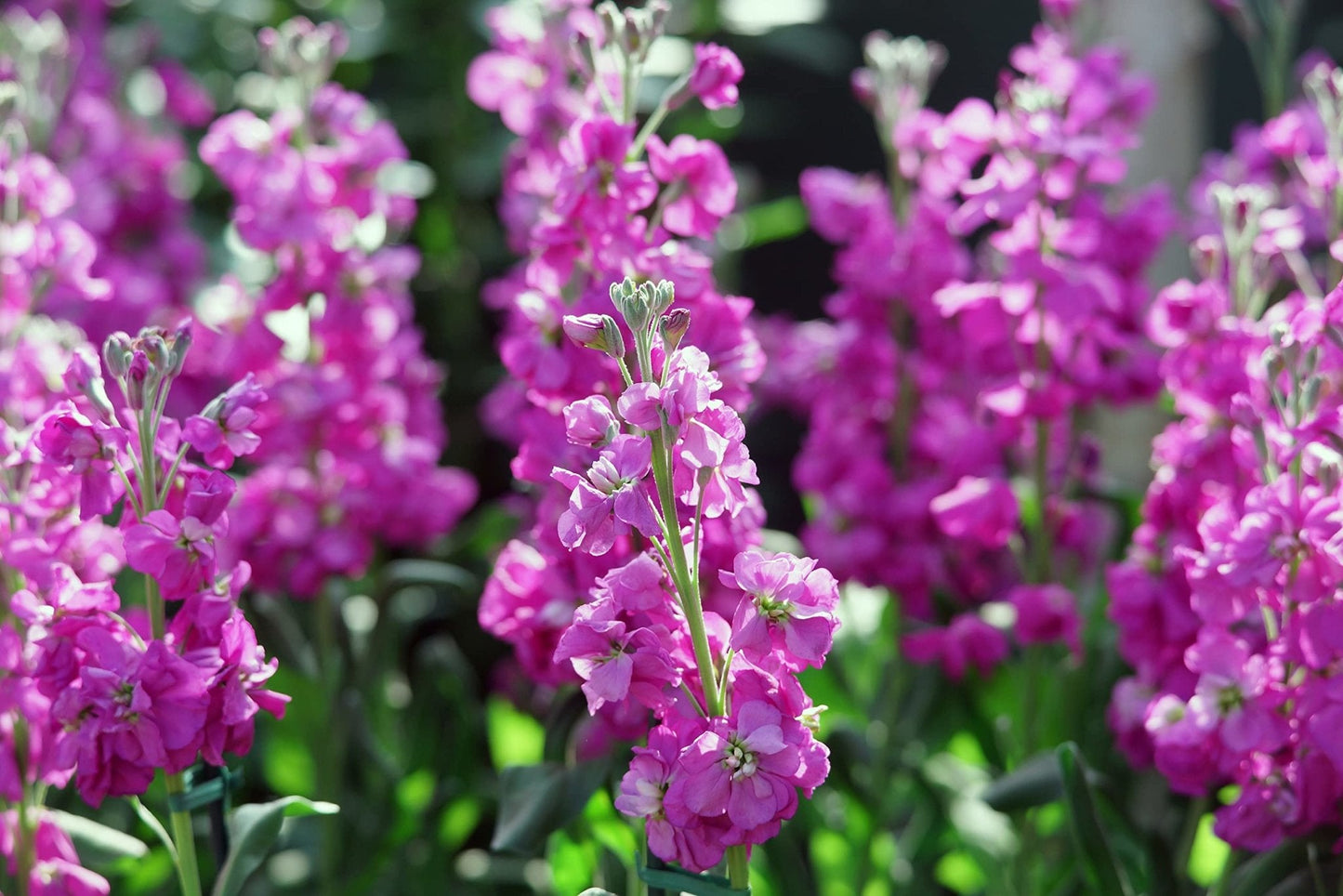 Stocks 'East Lothian' - 6 x Plug Plant Pack - AcquaGarden
