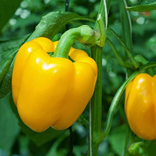 Sweet Pepper 'D'Asti Giallo Yellow' - 18 x Plug Plant Pack - AcquaGarden