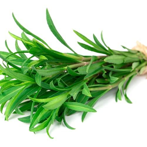 Tarragon - 12 x Plug Plant Pack - AcquaGarden