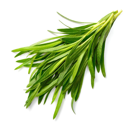 Tarragon - 12 x Plug Plant Pack - AcquaGarden